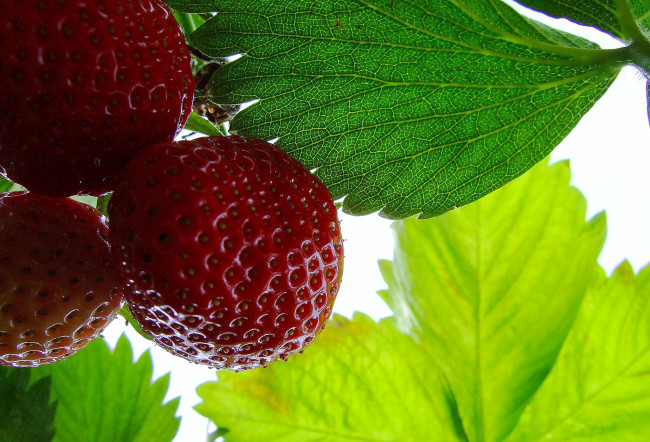 Обои картинки фото природа, Ягоды, клубника