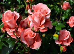 Картинка цветы розы розовый бутоны