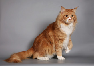 Картинка животные коты мейн-кун рыжий