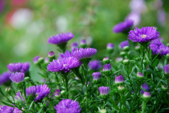 Картинка цветы астры фиолетовый