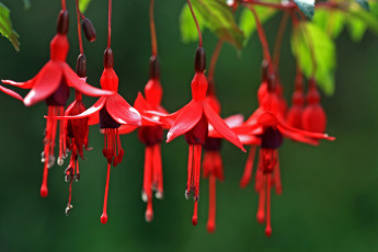 Картинка цветы фуксия красный