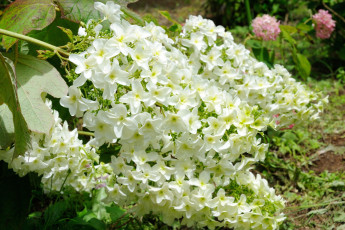 Картинка цветы гортензия лепестки