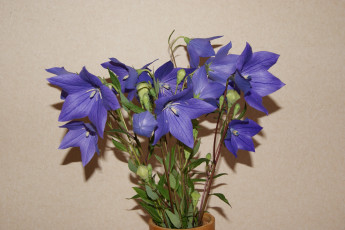 Картинка цветы колокольчики ваза букет