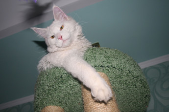 Картинка животные коты мейн-кун