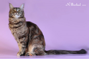 Картинка животные коты мейн-кун