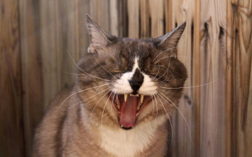Картинка животные коты орет котяра