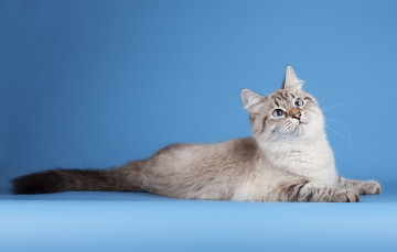 Картинка животные коты cat