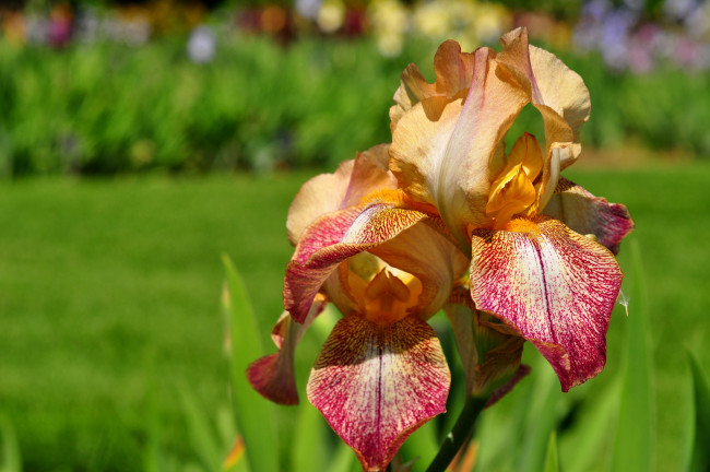 Обои картинки фото цветы, ирисы, лепестки