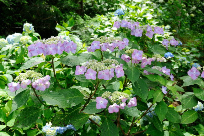 Обои картинки фото цветы, гортензия, листья