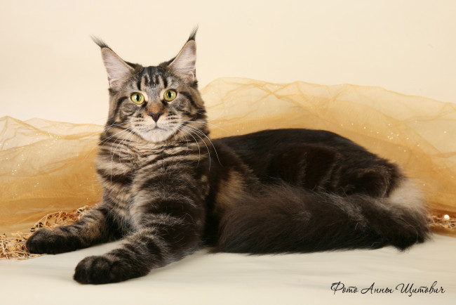 Обои картинки фото животные, коты, мейн-кун