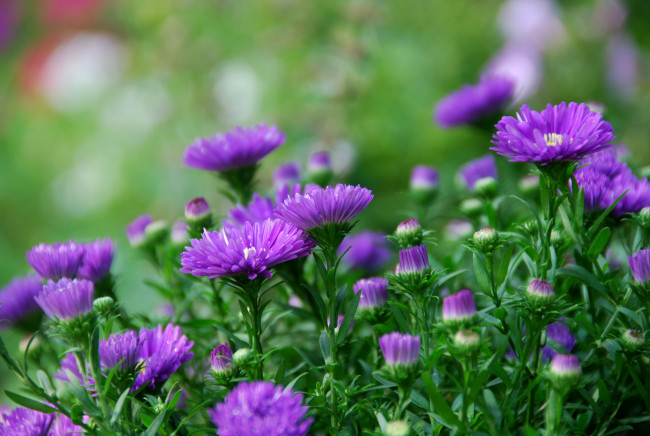 Обои картинки фото цветы, астры, фиолетовый