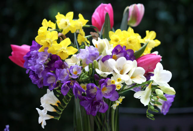 Обои картинки фото цветы, букеты, композиции, тюльпаны, нарциссы, фрезия