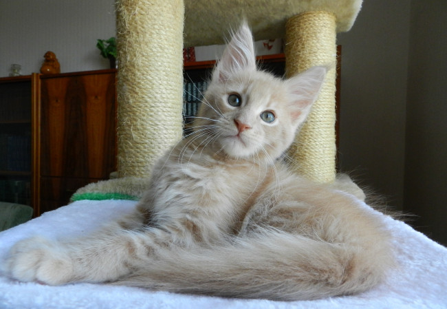 Обои картинки фото животные, коты, мейн-кун