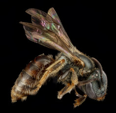 Картинка животные насекомые насекомое макросъемка