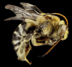 обоя животные, пчелы,  осы,  шмели, насекомое, макросъемка