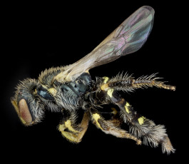 Картинка животные насекомые макросъемка насекомое