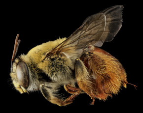 Картинка животные пчелы +осы +шмели насекомое макросъемка