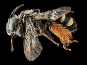 Картинка животные насекомые насекомое макросъемка