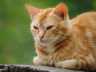 Картинка животные коты кот рыжий