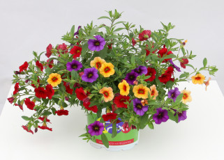 Картинка цветы петунии +калибрахоа много вазон петунья