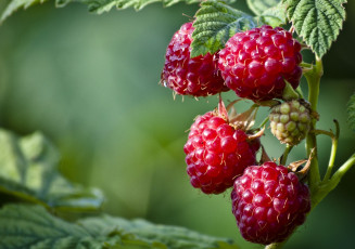 Картинка природа Ягоды малина