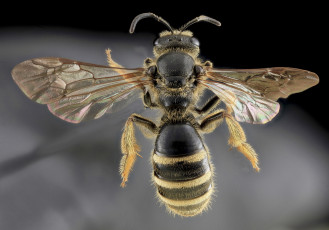 Картинка животные пчелы +осы +шмели насекомое макросъемка