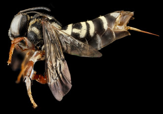 Картинка животные насекомые макросъемка насекомое