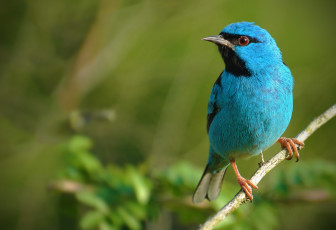 Картинка животные птицы бирюза