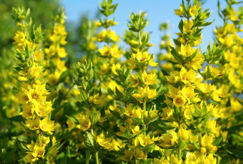 Картинка цветы вербейники желтый