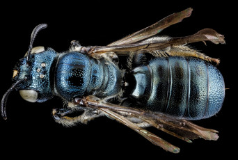 Картинка животные насекомые макросъемка насекомое