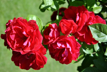 Картинка цветы розы красный