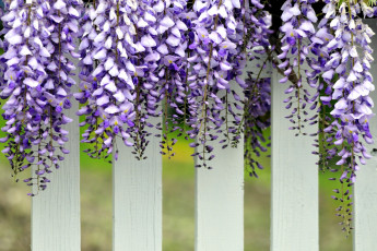 Картинка цветы глициния вистерия