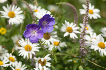 Картинка цветы луговые+ полевые +цветы ромашки герань