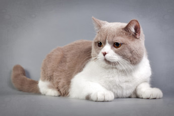 Картинка животные коты кошка