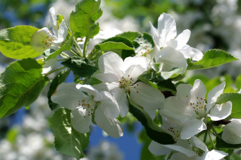 Картинка цветы цветущие+деревья+ +кустарники весна