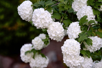 Картинка цветы калина белый шары