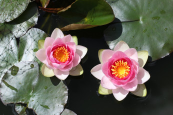 Картинка цветы лилии+водяные +нимфеи +кувшинки розовый