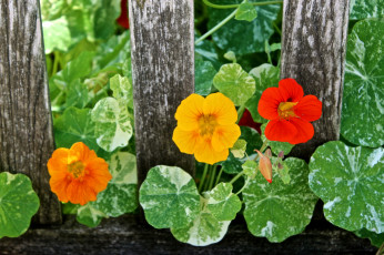 Картинка цветы настурции забор