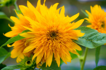 Картинка цветы подсолнухи желтый