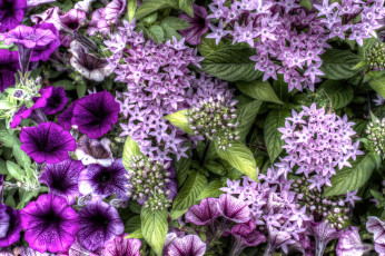 Картинка цветы разные+вместе петуния