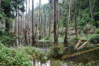 Картинка природа реки озера река лес