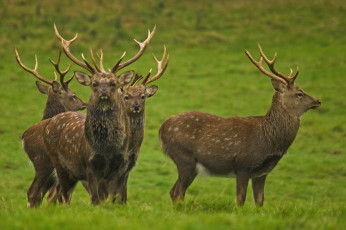 Картинка животные олени рога