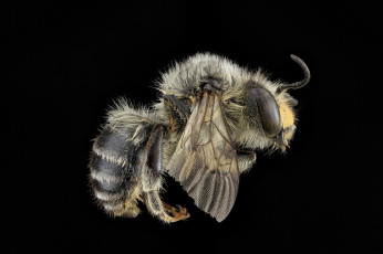 Картинка животные пчелы +осы +шмели насекомое макросъемка