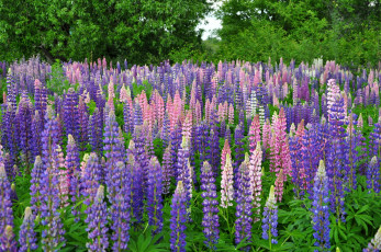 Картинка цветы люпин много