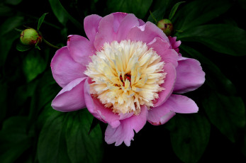 Картинка цветы пионы макро