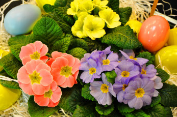 Картинка цветы примулы много примула