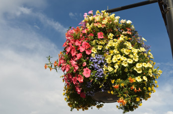 Картинка цветы разные+вместе петуния лобелия