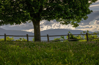 Картинка природа деревья дерево луг клевер горы забор