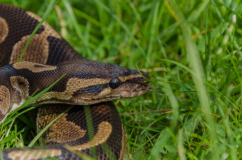 Картинка животные змеи +питоны +кобры чешуя трава питон