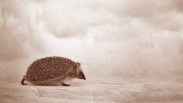 Картинка животные ежи ёжик